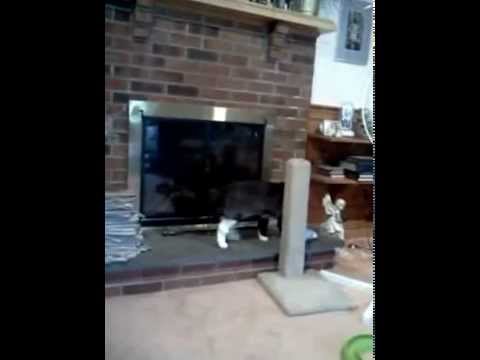 Stache fascinated by the flowers part 2/3