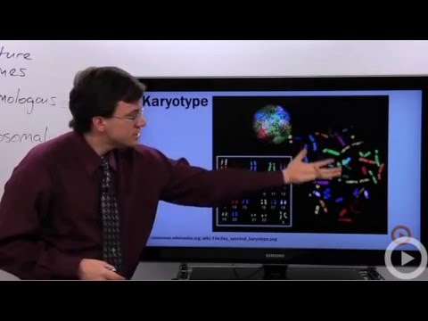Karyotype