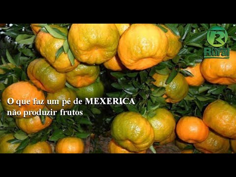 , title : 'O que faz um pé de MEXERICA não dar frutos'