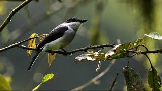 Download lagu Suara Burung JingJing Batu Betina mp3