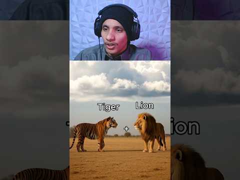 النمر ضد الاسد من يفوز ؟