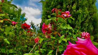 Intuition (John Lennon) - IMMATERIAL