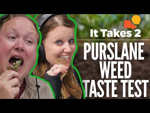 ARE PURSLANE WEEDS EDIBLE?! | IT2 | KFGO