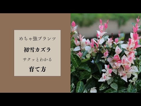 バーベナ・リギダ