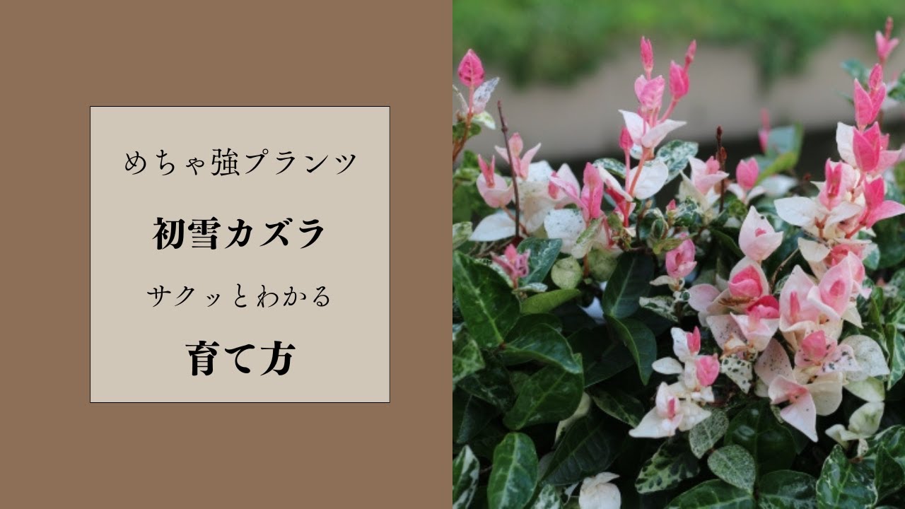 初心者必見！初雪カズラの育て方ガイド
