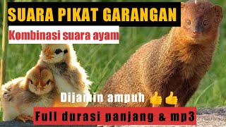 Download lagu Suara pikat Garangan paling ampuh full durasi panjang ll suara Pikat mp3 mp3