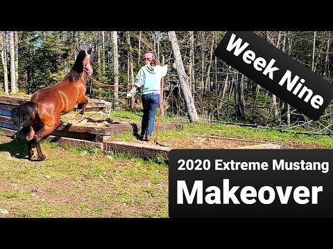 2020 Extreme Mustang Makeover | Week Nine