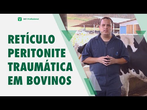 , title : 'Retículo Peritonite Traumática em Bovinos'