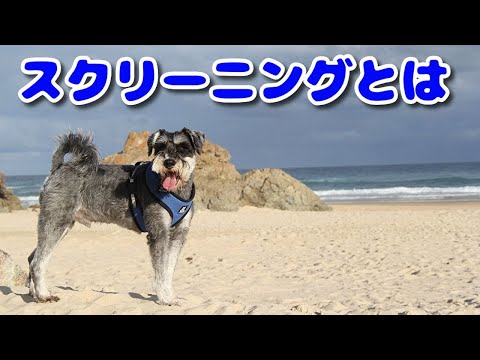 スクリーニング - 定義