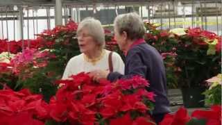 UF Poinsettia Plant Sale