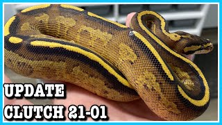 CLUTCH UPDATE 21-01 | Blackhead Ivory X Specter | Ball Python Hatchlings | Reptile Breeding