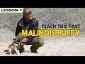 First Things To Teach Your MALINOIS Puppy