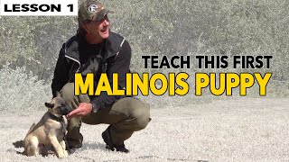 First Things to Teach Your MALINOIS Puppy