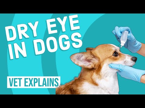 Dry Eye in Dogs