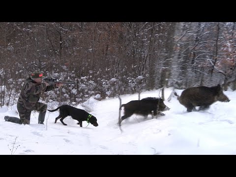 Hunting Serbia - Wild boar hunting | Lov divlje svinje Homoljske planine II deo |Caccia ai cinghiali