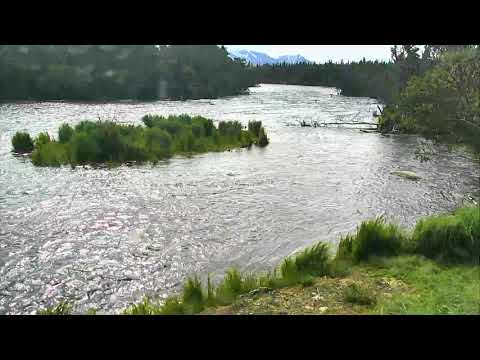 Brooks Falls Brown Bears Cam 06-27-2018 11:31:23 - 12:31:24