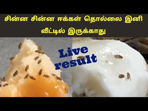 சின்ன சின்ன ஈக்கள் வீட்டில் வராமல் அழிப்பது/தடுப்பது /live result/prevent fruit flies at kitchen/