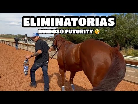 QUARTER HORSE QUALIFIERS 🐴🇺🇸