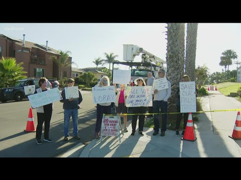 Sunset Hills residents protest in order to keep multiple palm trees from being cut down