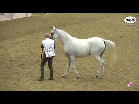 N 303 D FALA   Qatar National Arabian Horse Championship 2022   Mares 4 6 Years Old Class 9B
