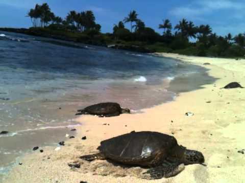 honu on the beach!