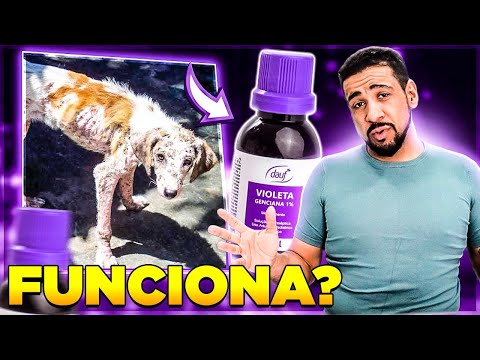 , title : 'VIOLETA GENCIANA FUNCIONA PARA COCEIRAS EM ANIMAIS?'