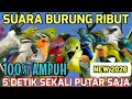 Mp3 100 Paling Ampuh Suara Pikat Semua Jenis Burung Kecil 2026