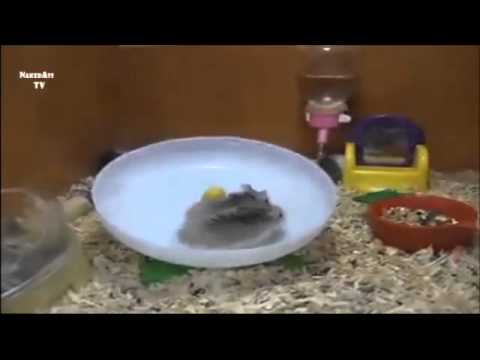 Chomiki Sprint