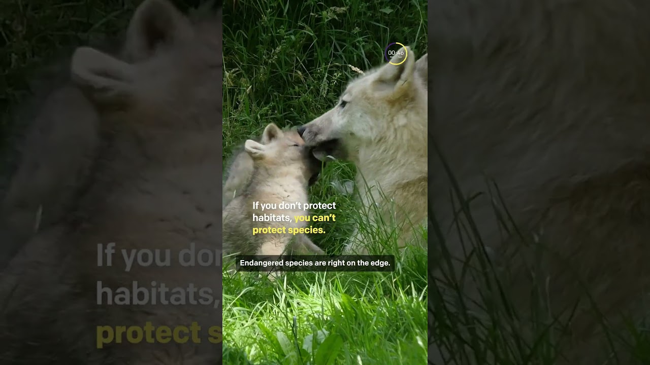 An environmental law expert breaks down the Trump admin.'s attacks on the Endangered Species Act