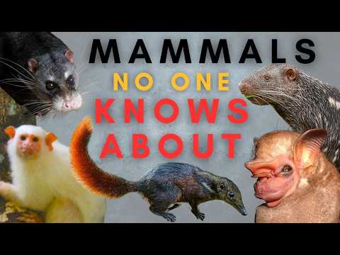 Long Faced Animals