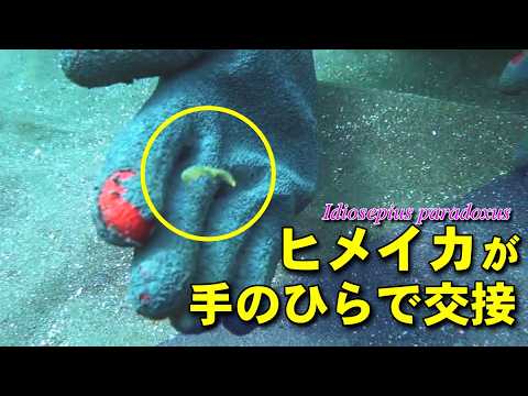 ダイバーの手に付着したまま向かい合い、交接を行うヒメイカの貴重な水中映像。