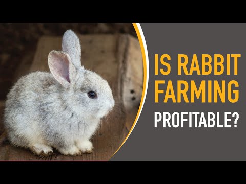 Is Potato Farming Profitable