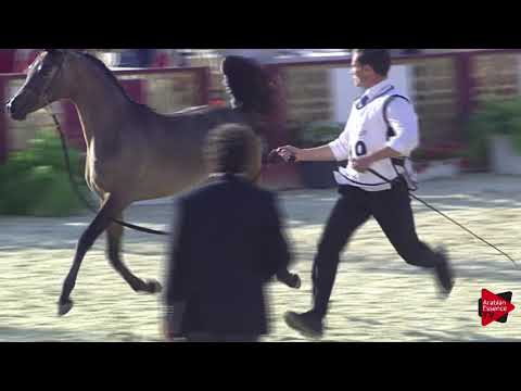 N.19 LOJAIN AL NAAMAN - 2019 Qatar International show - Yearling Fillies (Class 1B)