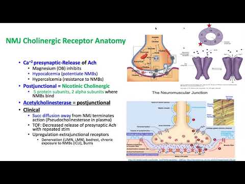 Pharmacology Keywords 2018 - Dr. Schell