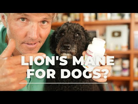 1st YouTube video about how much lions mane to give to dog