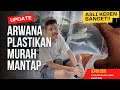 Arwana Pasar Ikan Hias Parung