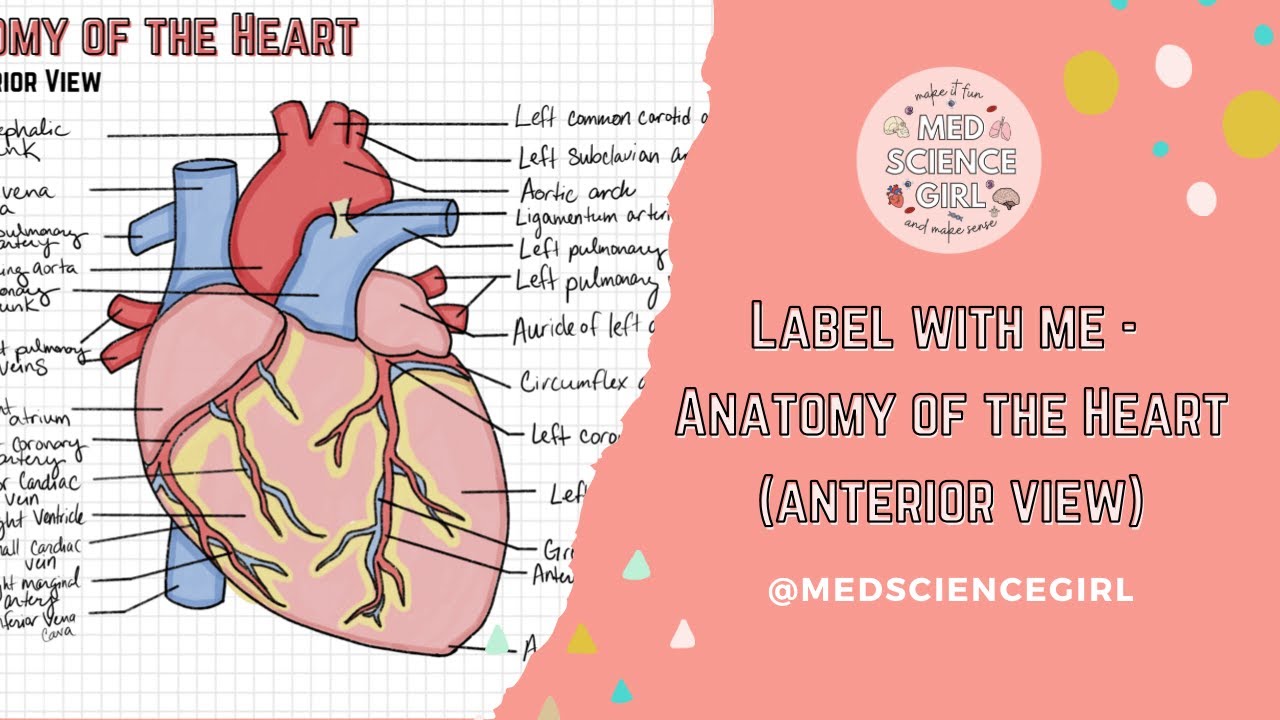 Label With Me - Anatomy of the Heart (Anterior View)