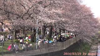 preview picture of video 'Japan Trip 2014 Tokyo Cherry-blossom viewing(Hanami) in Zenpukuji-gawa-ryokuchi park.'