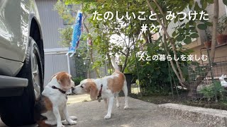 【犬との暮らしのvlog】Tシャツをリメイク/あんこ作りとたい焼き作り/ゴールデンウィークをのんびり過ごす/