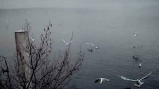 preview picture of video 'Möven in Ponte Tresa'