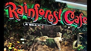 A Relaxing Experience at the Rainforest Cafe