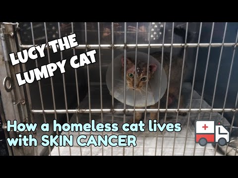 [Cat Rescue] How Does a Homeless Cat Live with Skin Cancer?