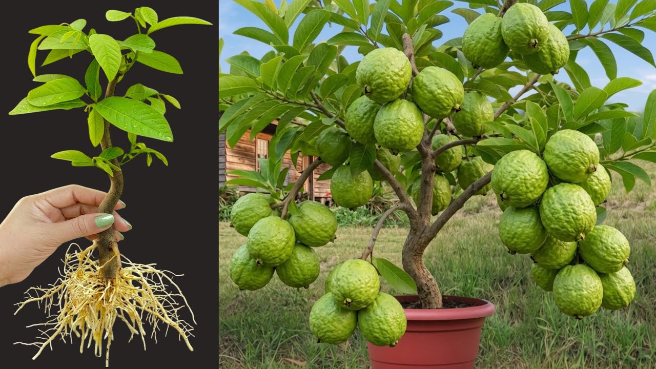 How To Grow Guava Trees From Cutting, growing guava trees from cutting with bananas trees 