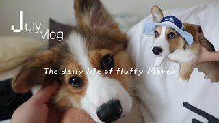 こいぬコーギーの7月の日常vlog