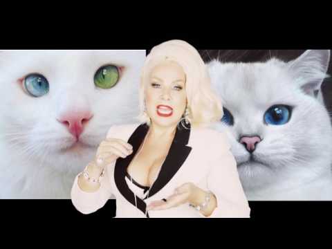 Cats -Stop you from feeling NERVOUS (Just Pet The Kitty)