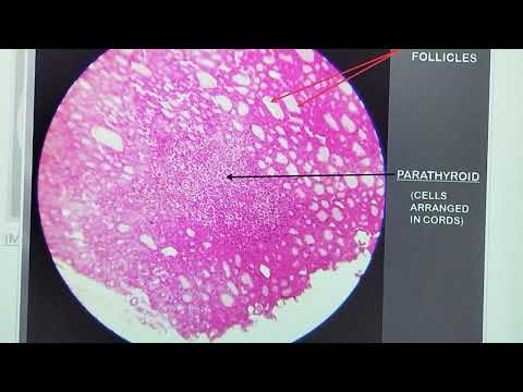 Histologie der Nebenschilddrüse