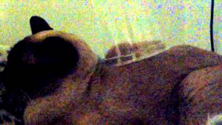 Download lagu TUBE KITTY AKA MY CAT mp3