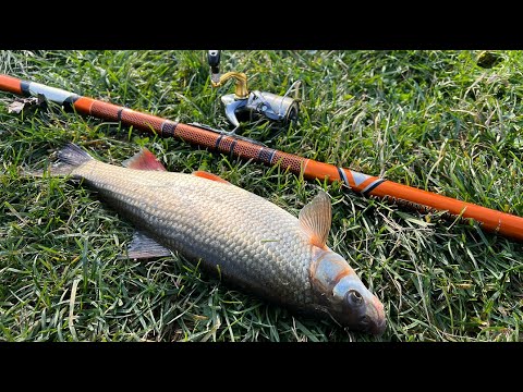 Pecanje Skobalja na hleb - Nisava - Ribolov na plovak