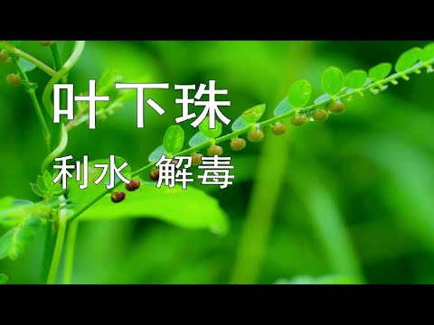 珍珠草禁忌
