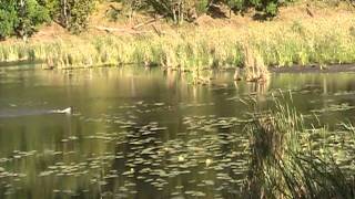 Small Münsterlander: Zarceo de Pato